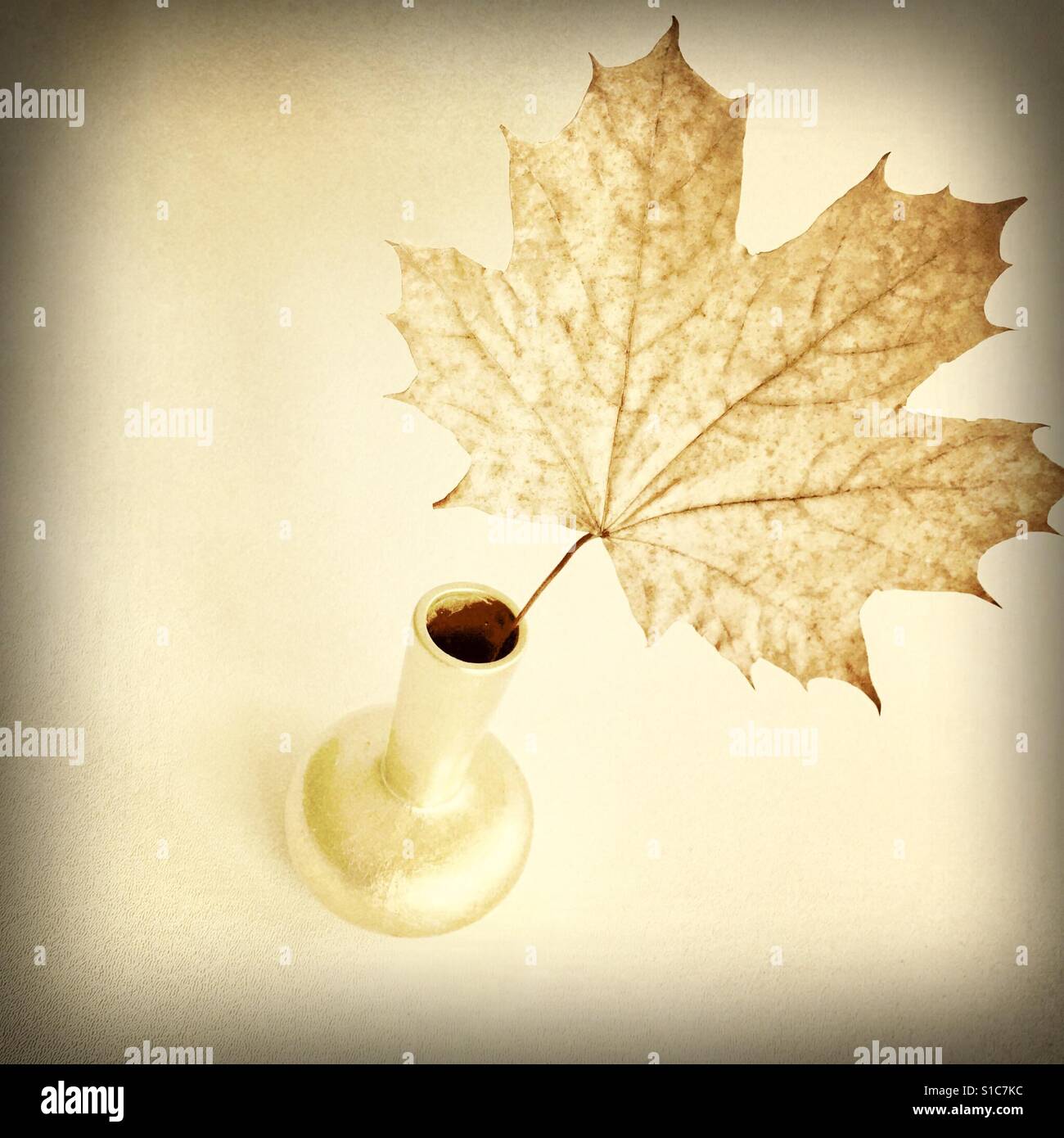Maple leaf in golden vase - Smartphone Captured Stock Image