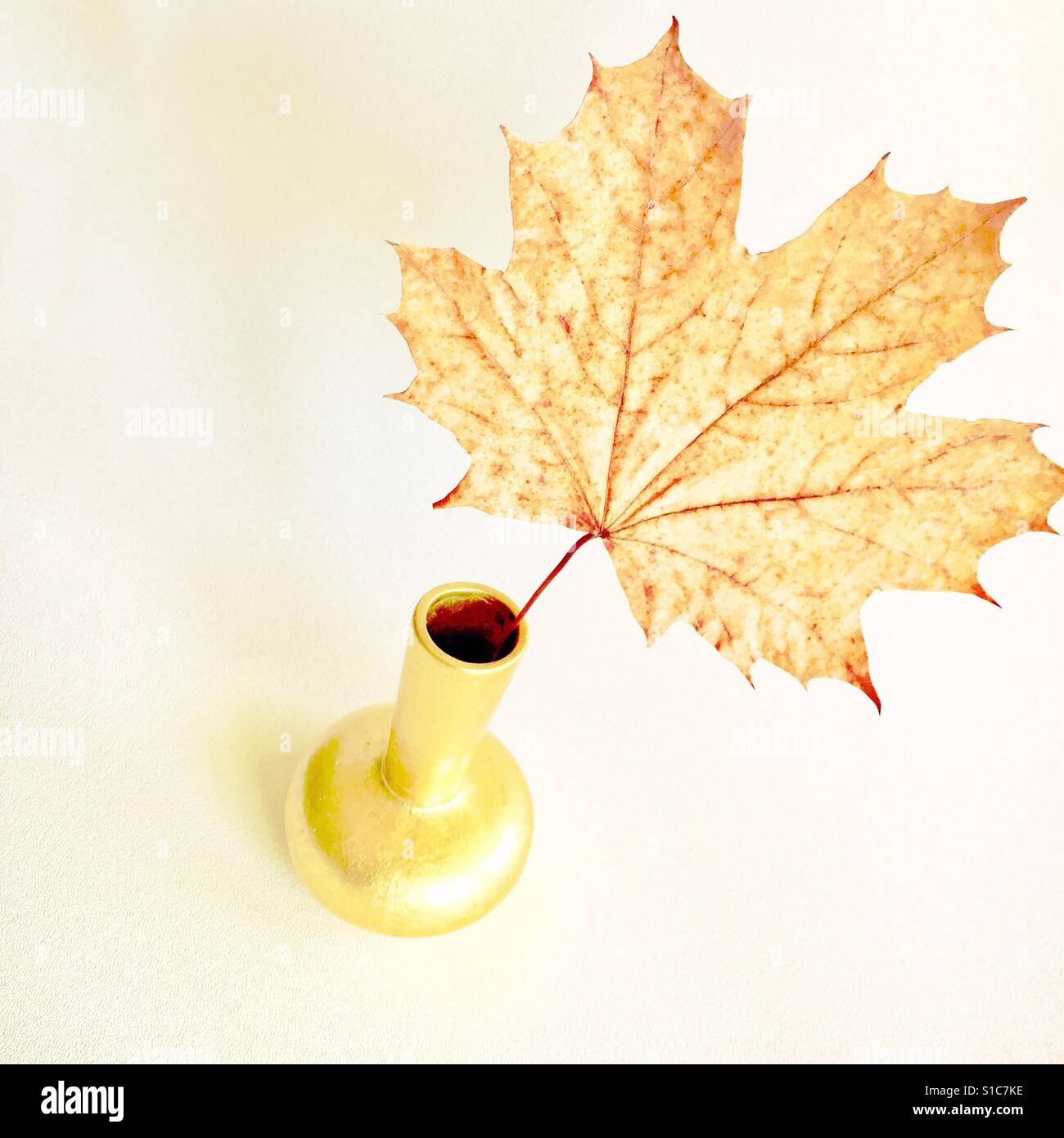 Maple leaf in golden vase - Smartphone Captured Stock Image