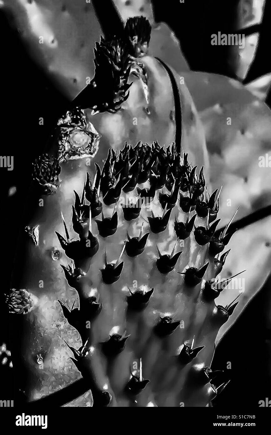 Black and white close on artistic prickly cactus with another cactus in background Stock Photo