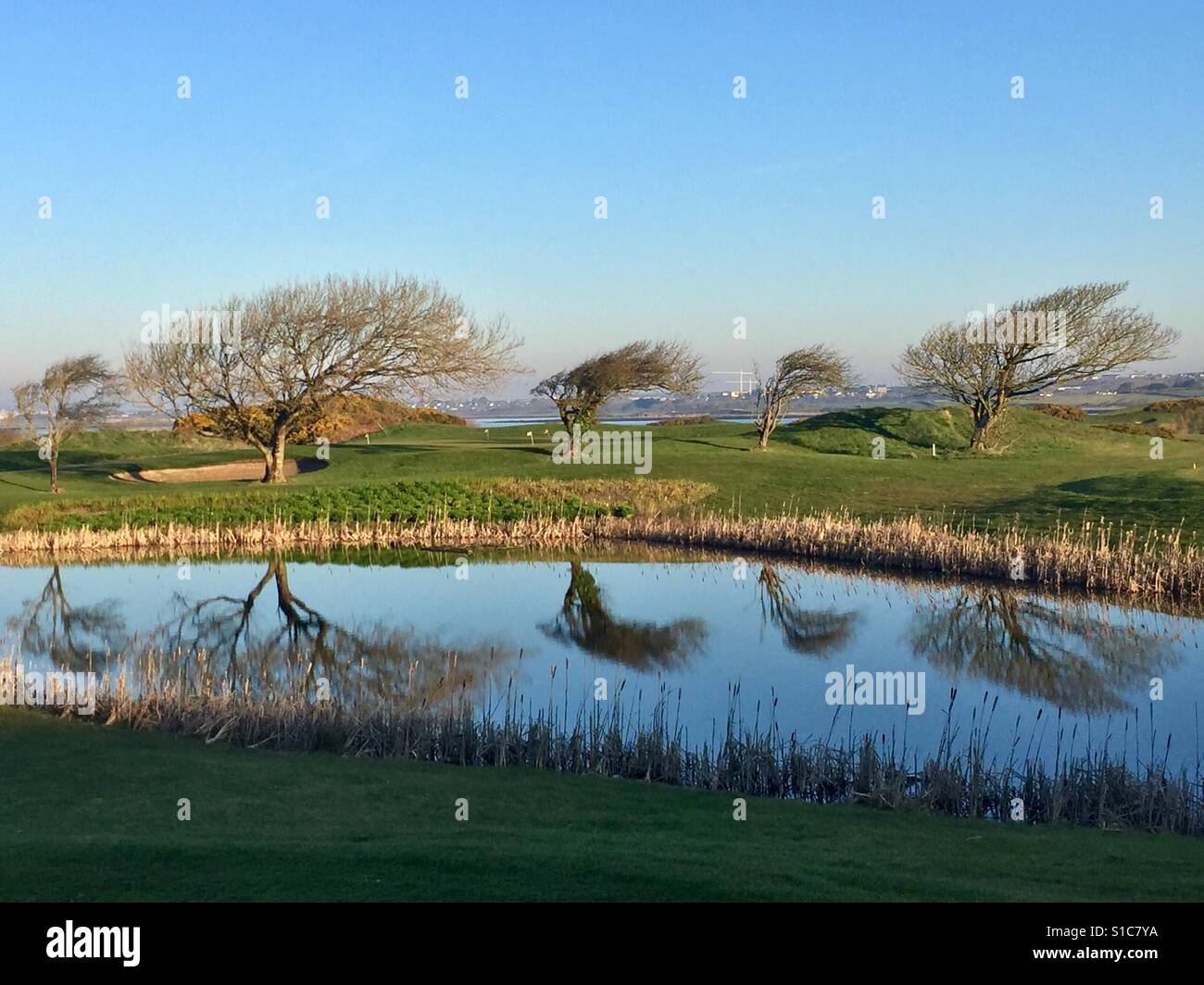 Reflecting on Windblown Trees, Ireland - Smartphone Captured Stock Image