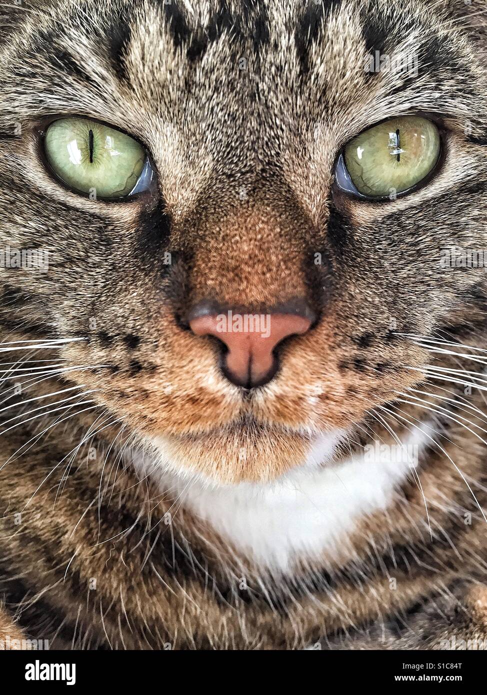 Tabby cat portrait. - Smartphone Captured Stock Image