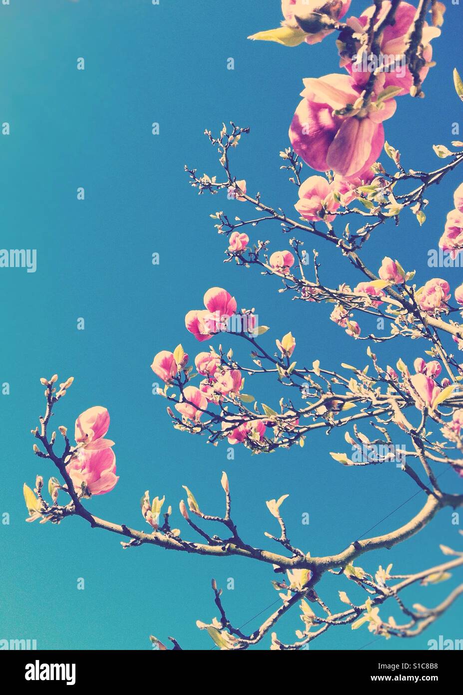 Magnolia tree in bloom Stock Photo Alamy