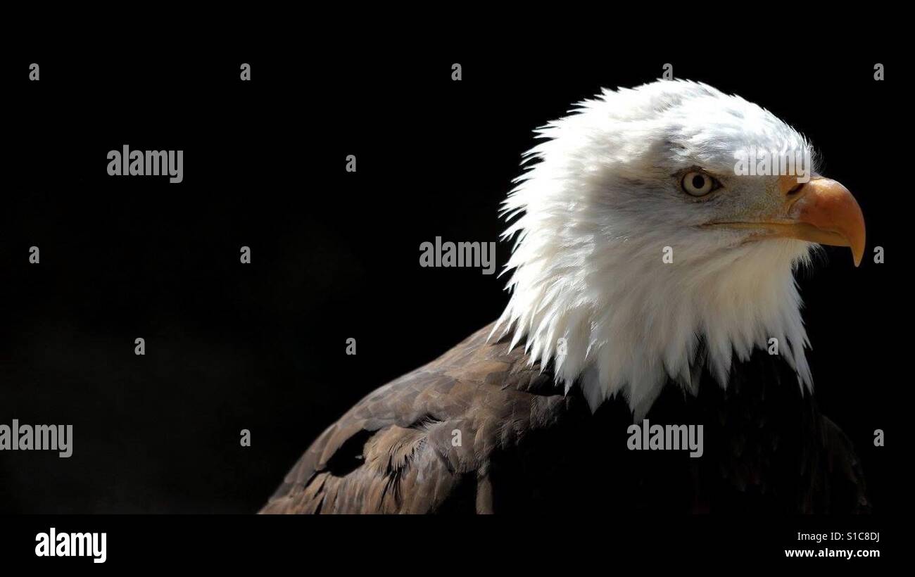 Bald Eagle - Smartphone Captured Stock Image