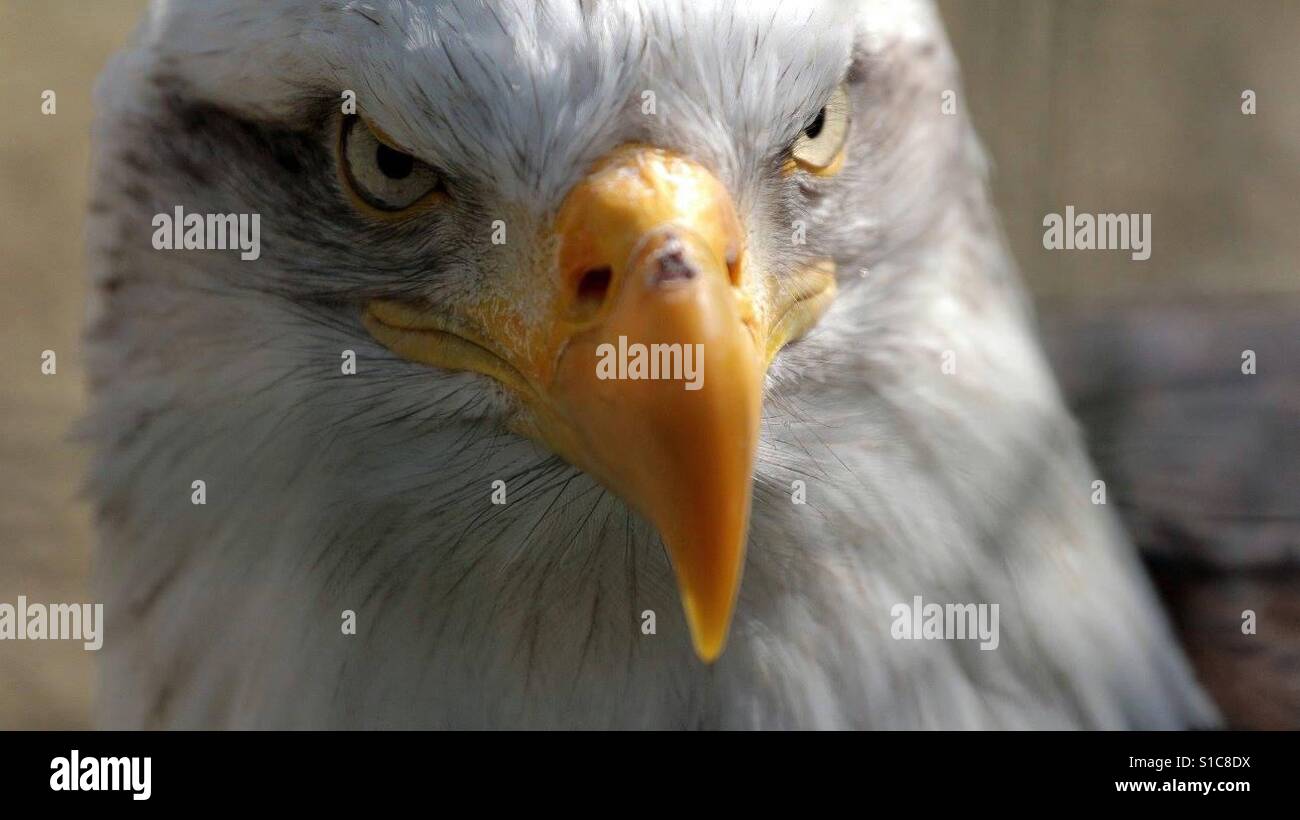 Eagle's Star - Smartphone Captured Stock Image