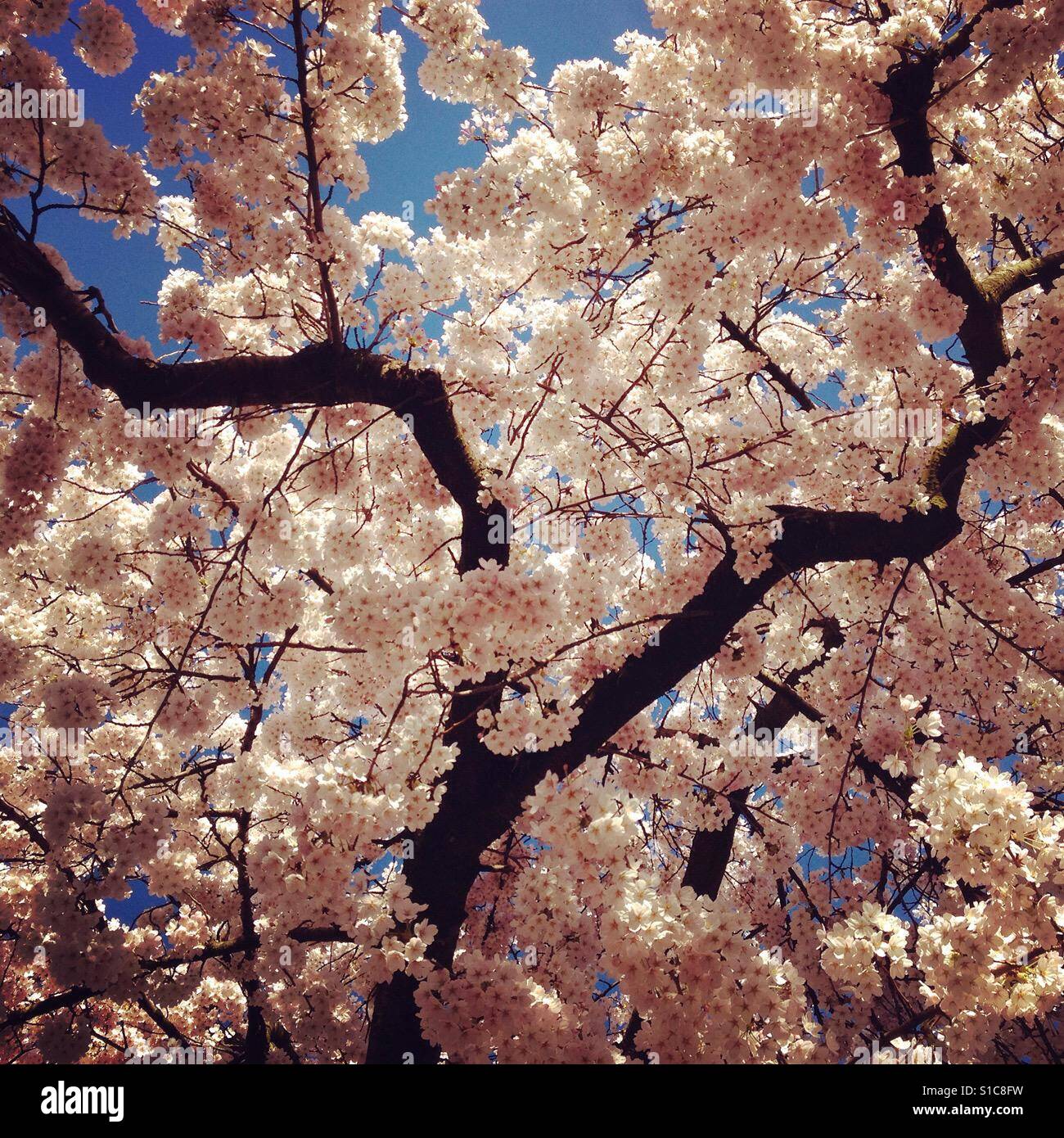 Blossom - Smartphone Captured Stock Image