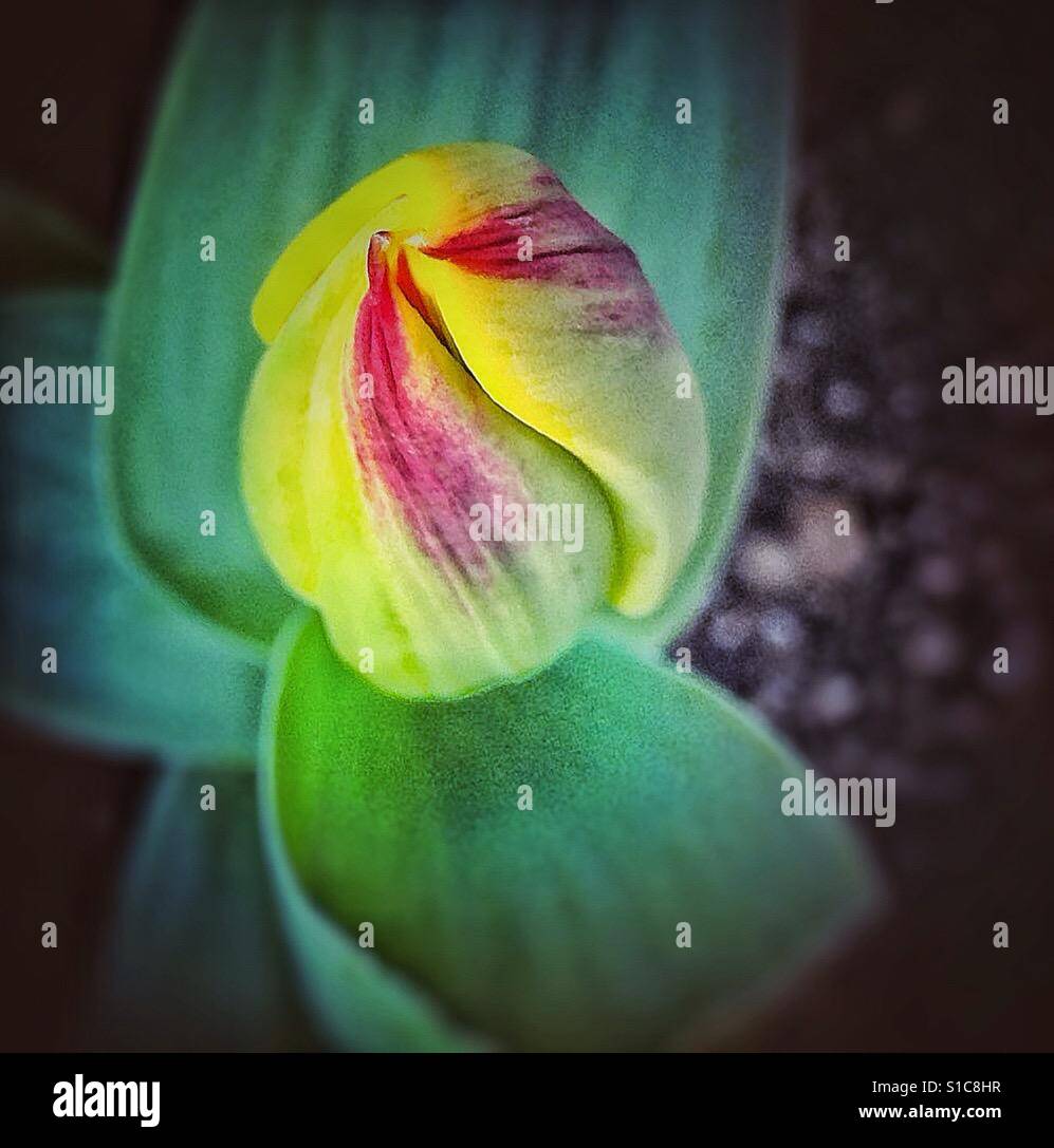 Tulip bulb closed - Smartphone Captured Stock Image
