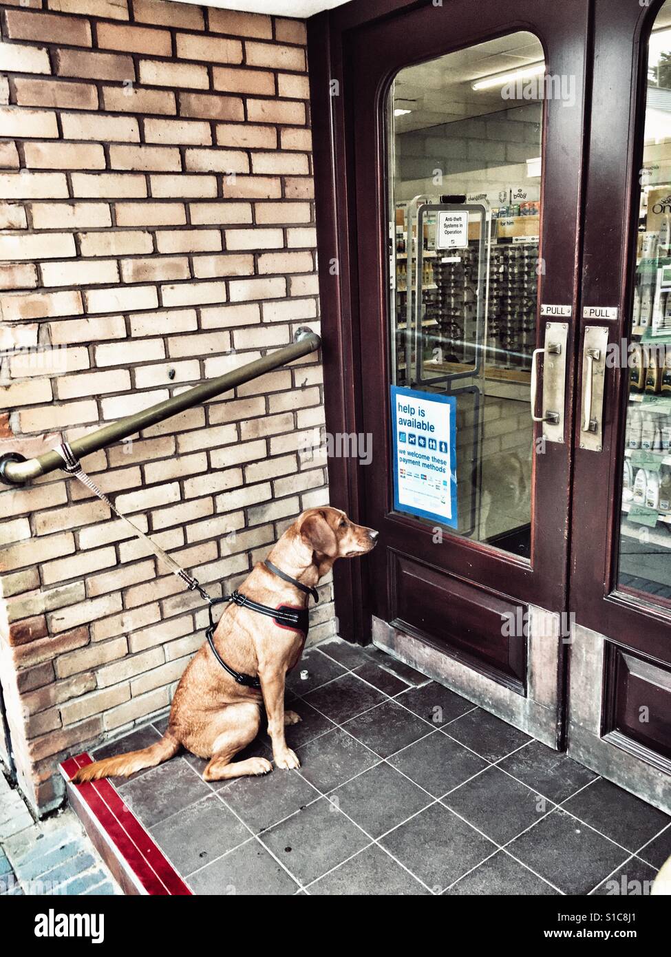 Dog waiting for owner outside chemist - Smartphone Captured Stock Image