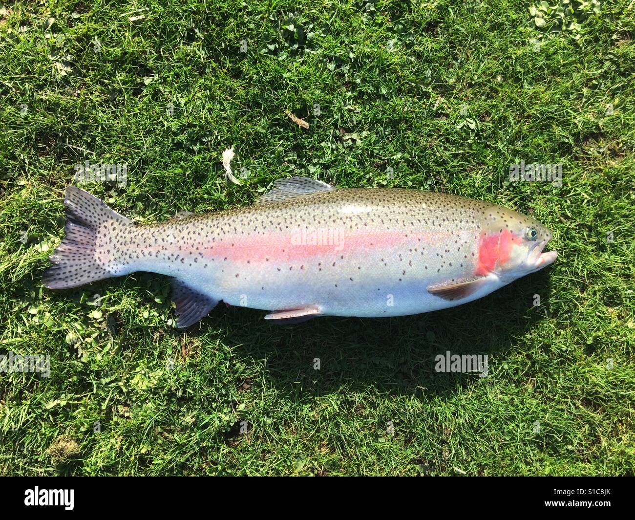Large freshly caught rainbow trout fish 2.41kg or 5lb 5oz Stock Photo