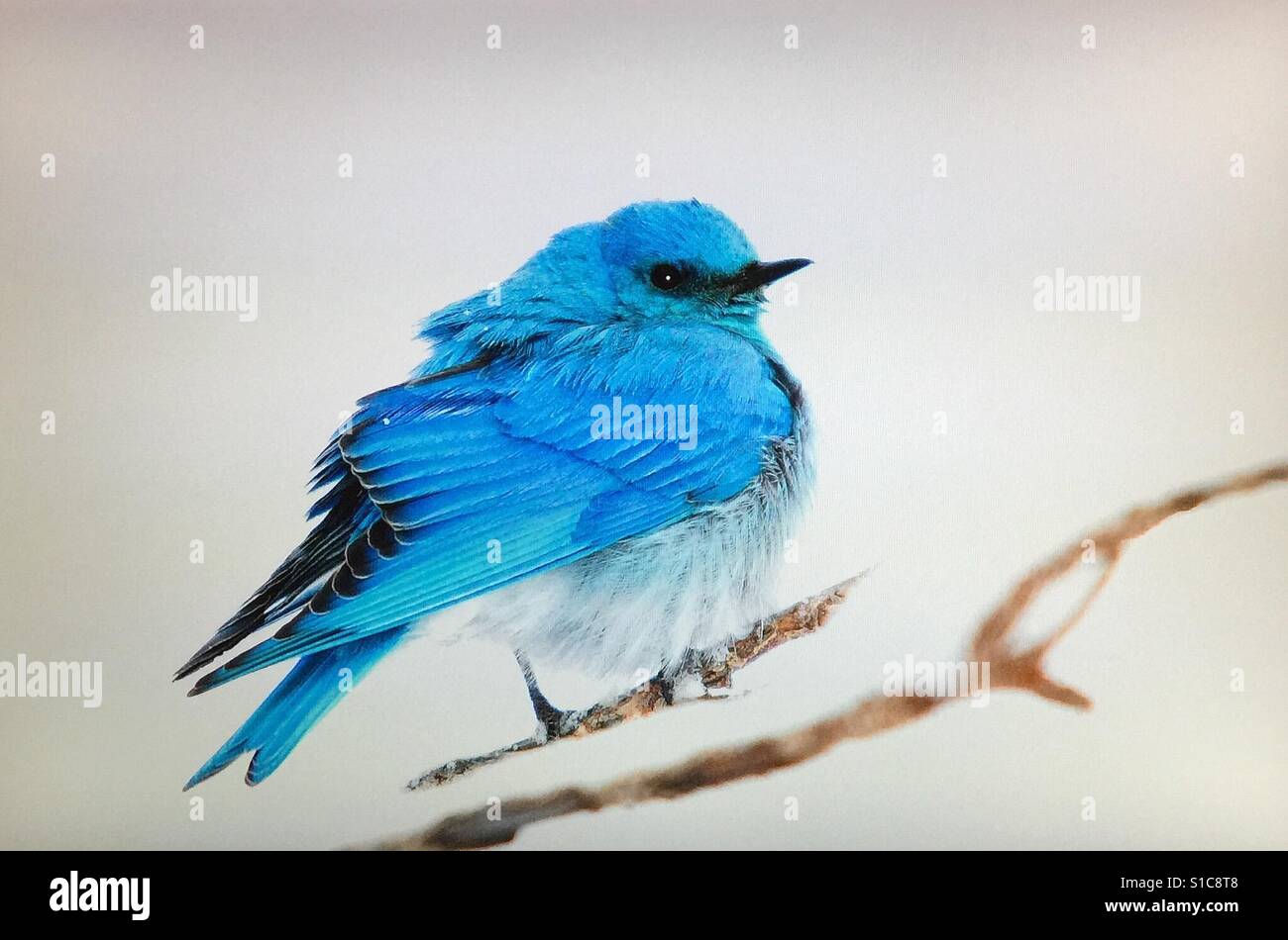Mountain Bluebird perched on a snow covered branch in a late spring snowstorm. .  Blue bird, Bluebird Stock Photo