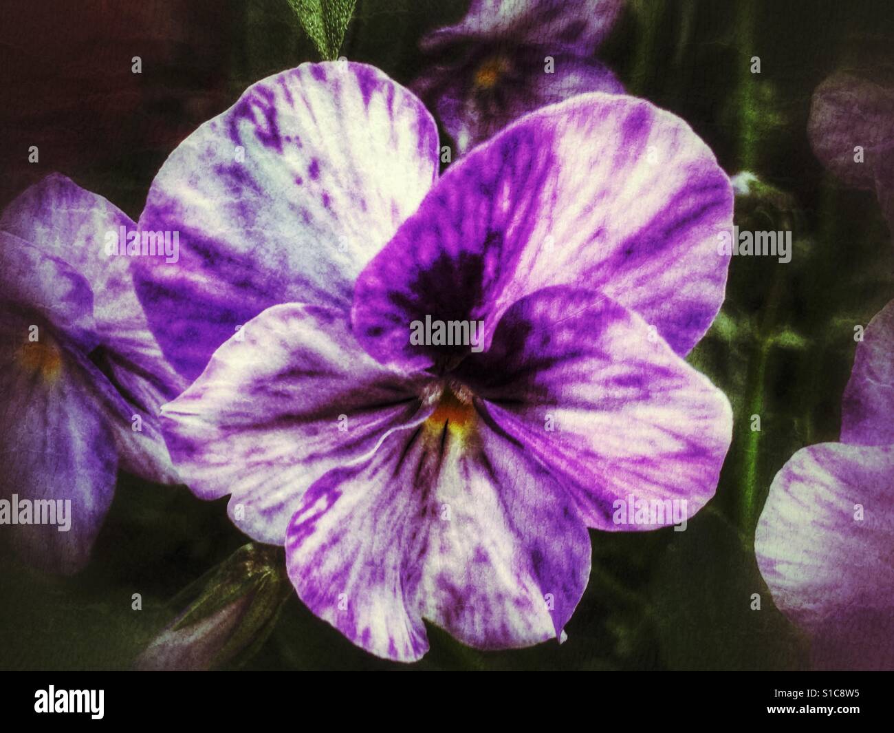 Scented viola. Columbine - Smartphone Captured Stock Image
