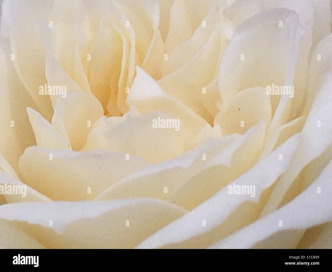 Perfect white rose, close up - Smartphone Captured Stock Image