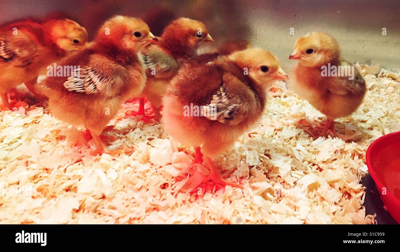 Cute chicks - Smartphone Captured Stock Image