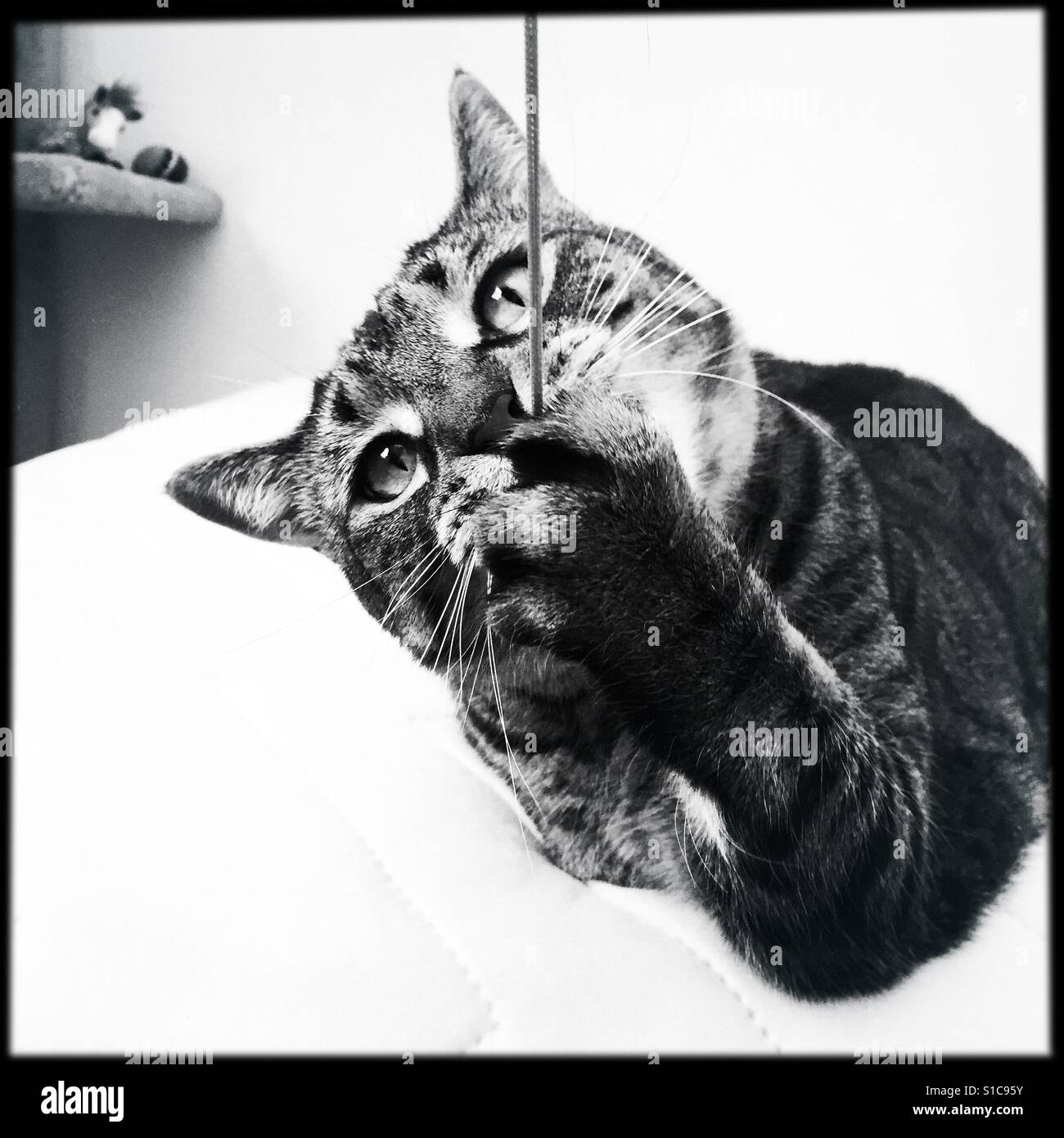 Playing tabby cat hi-res stock photography and images - Alamy