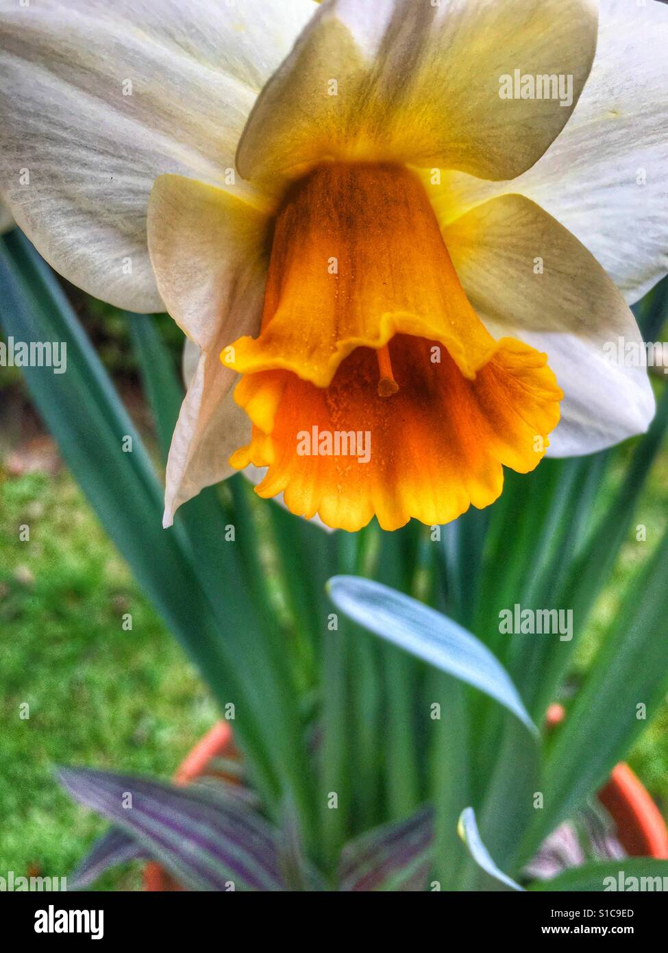 Daffodil s growing in a container Stock Photo Alamy