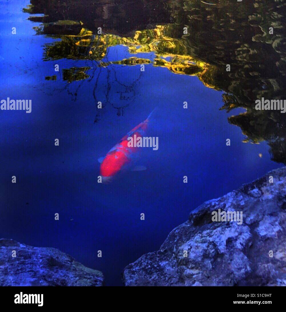 Twilight In Koi Pond >> Nishikigoi Koi Fish Pond At Twilight Stock Photo 310672260 Alamy Twilight In Koi Pond >> Nishikigoi Koi Fish Pond At Twilight Stock Photo 310672260 Alamy