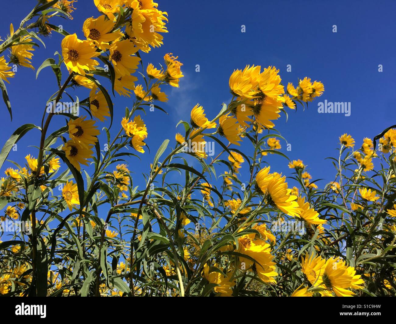 Field of yellow flowers Stock Photo