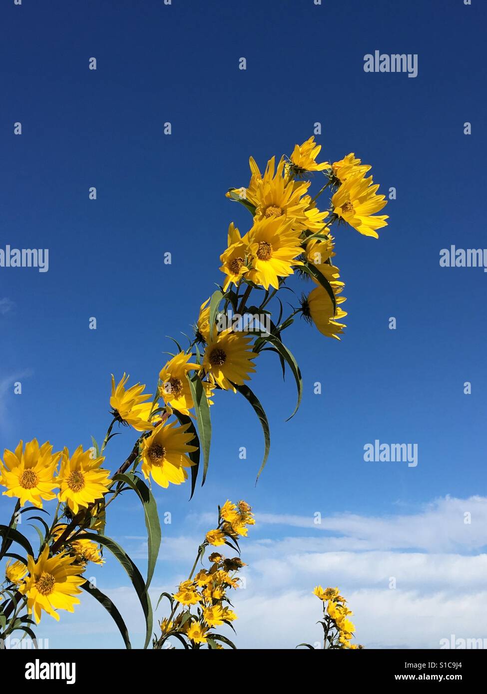 Tall grasses and flowers hi-res stock photography and images - Alamy