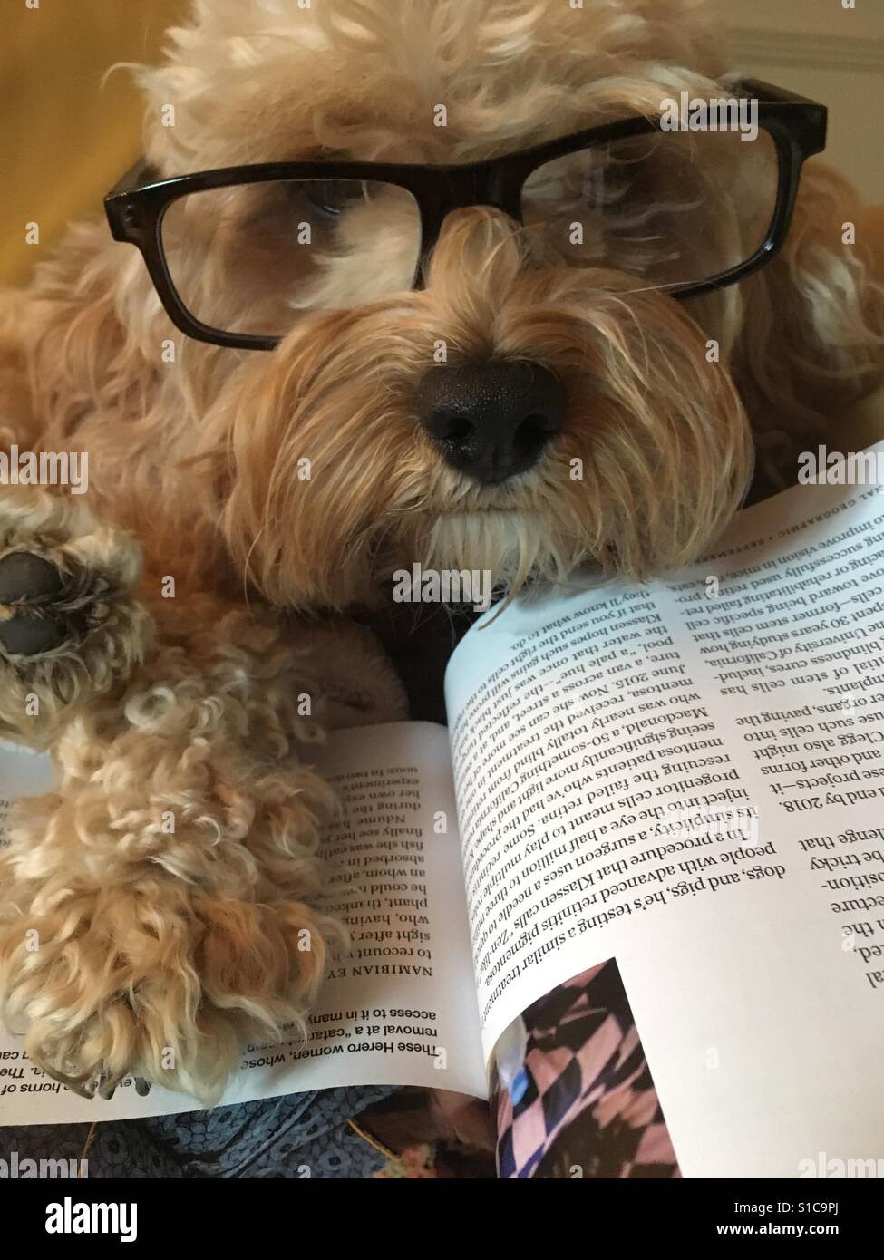 Can A Dog Absorb Her Puppies