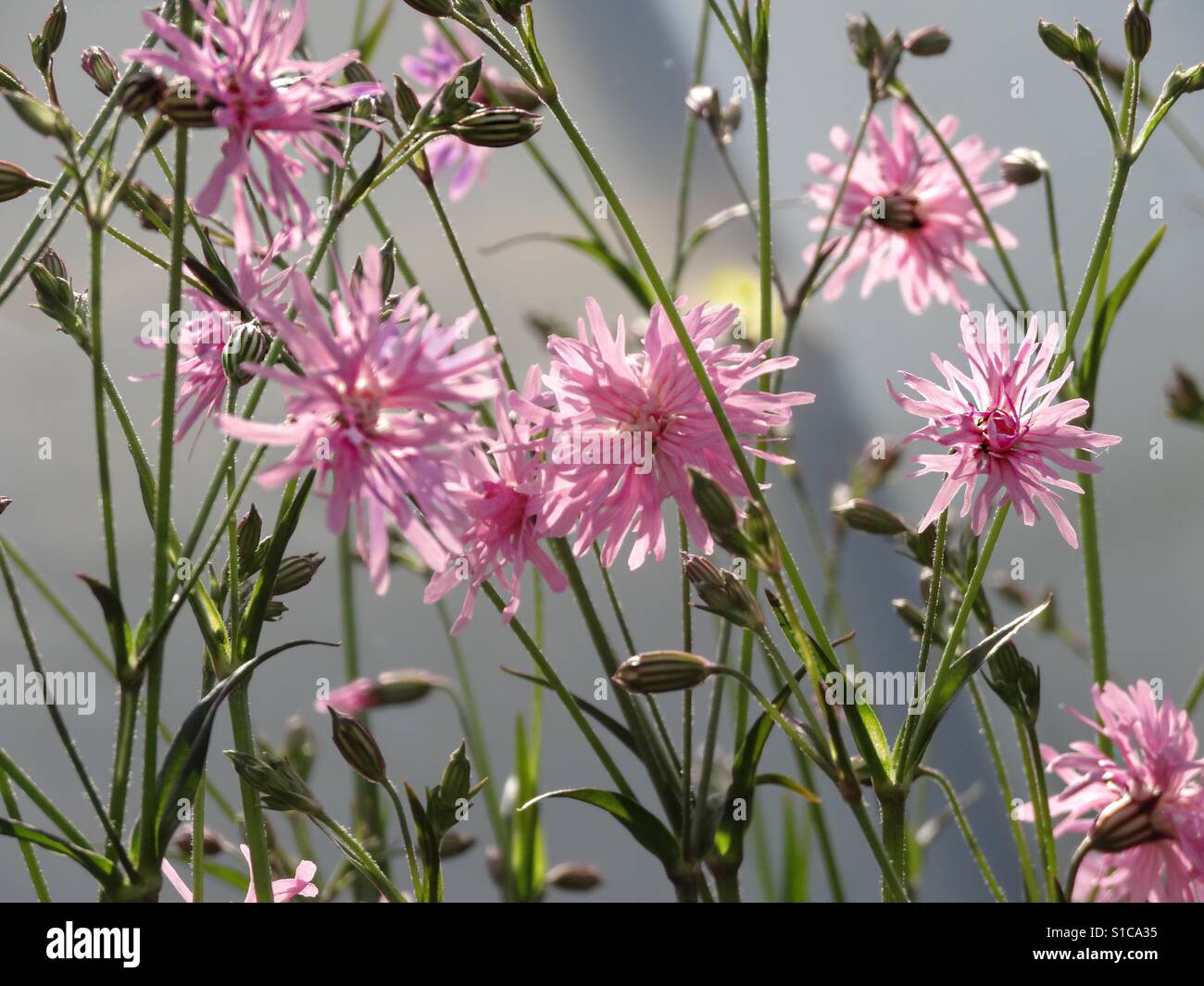 ... fine pink...! - Smartphone Captured Stock Image