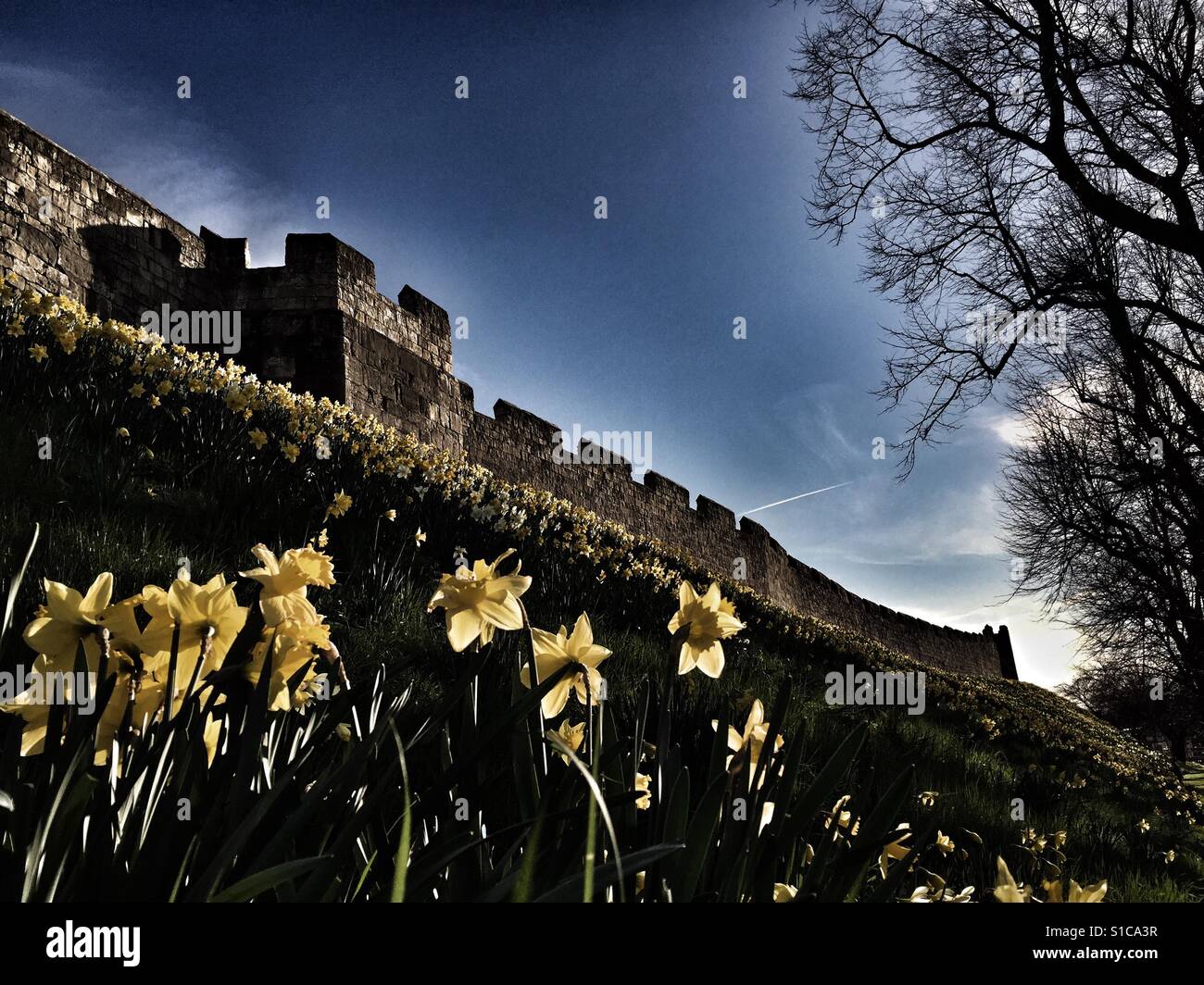 Daffodils York city walls Stock Photo Alamy