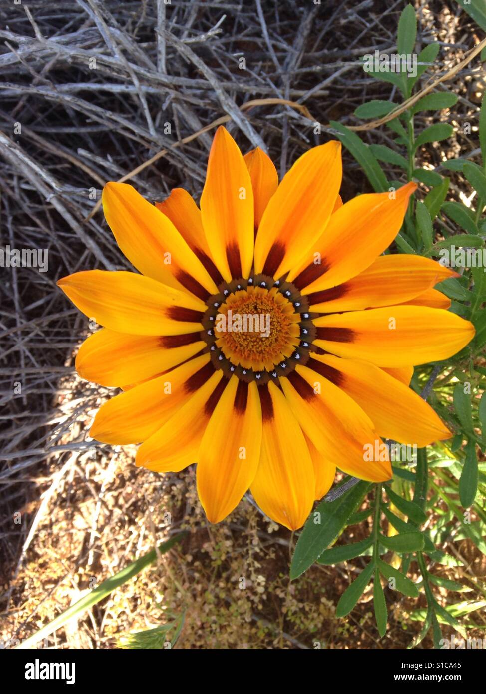 Yellow flower, wildflower, bloom, spring Stock Photo - Alamy