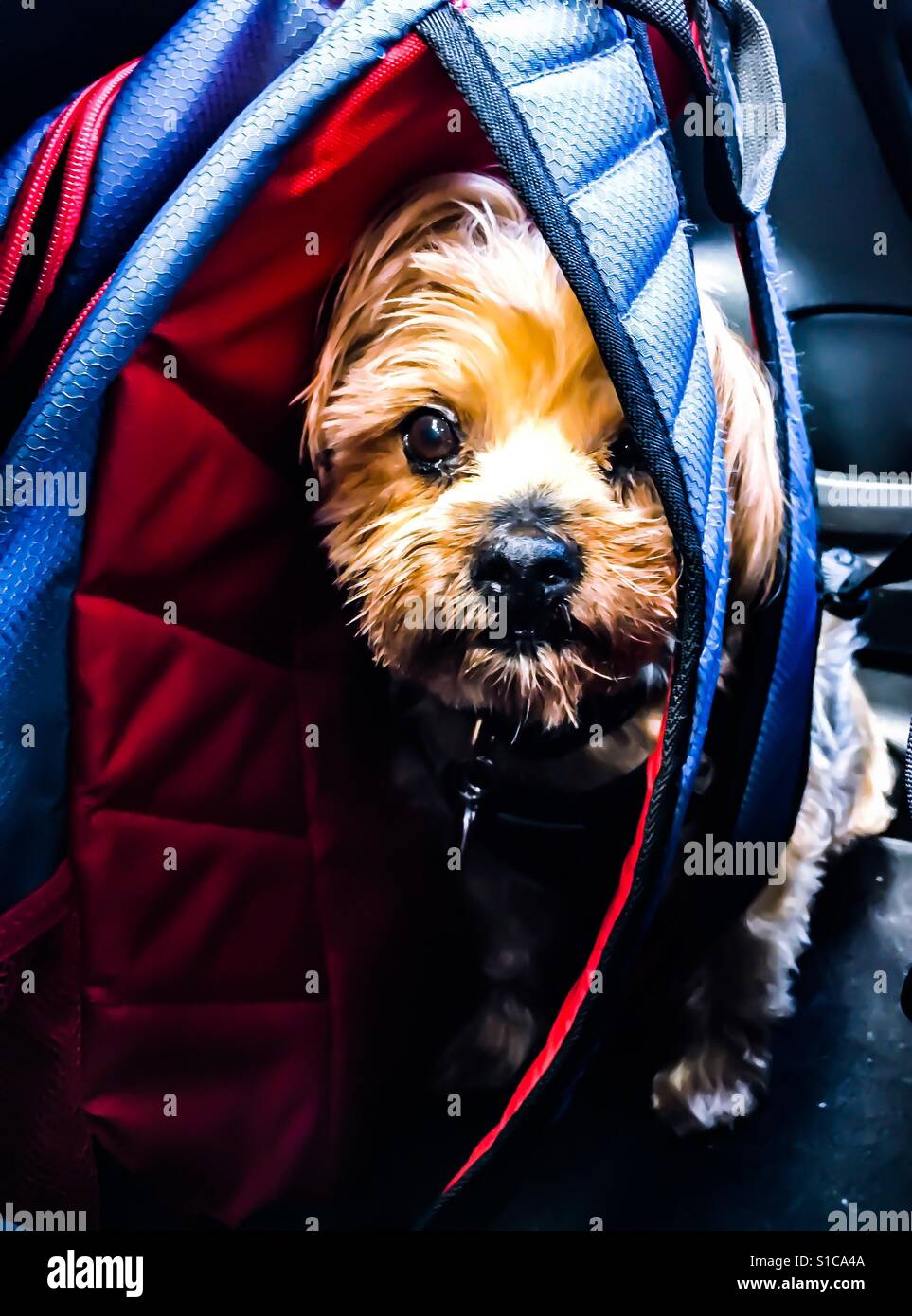 Animal school dog hires stock photography and images Alamy