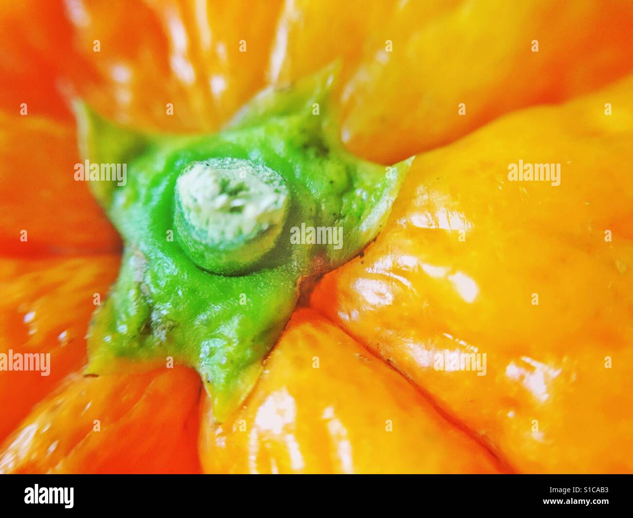 Close up of an orange stem - Smartphone Captured Stock Image
