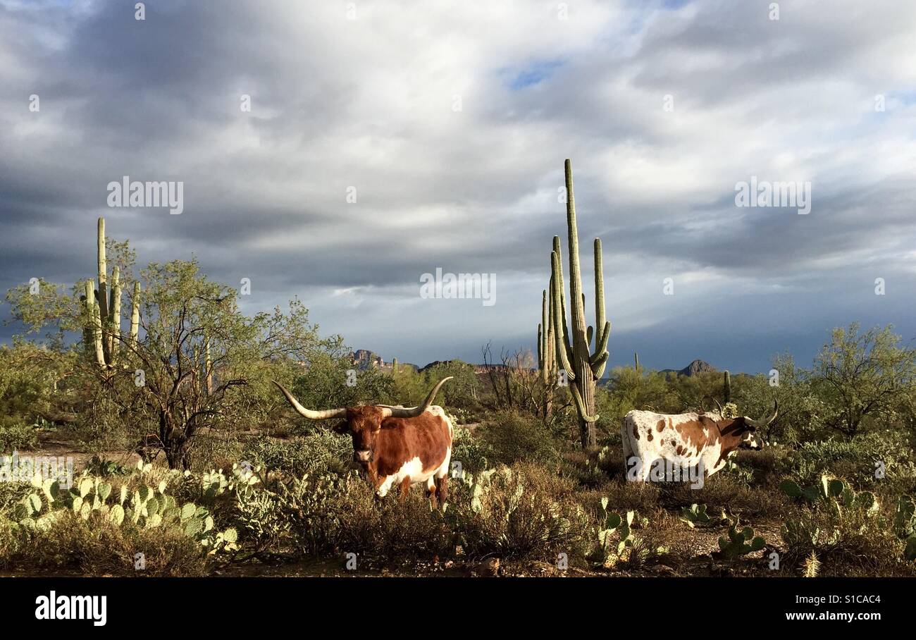 Superstitious Cattle Stock Photo