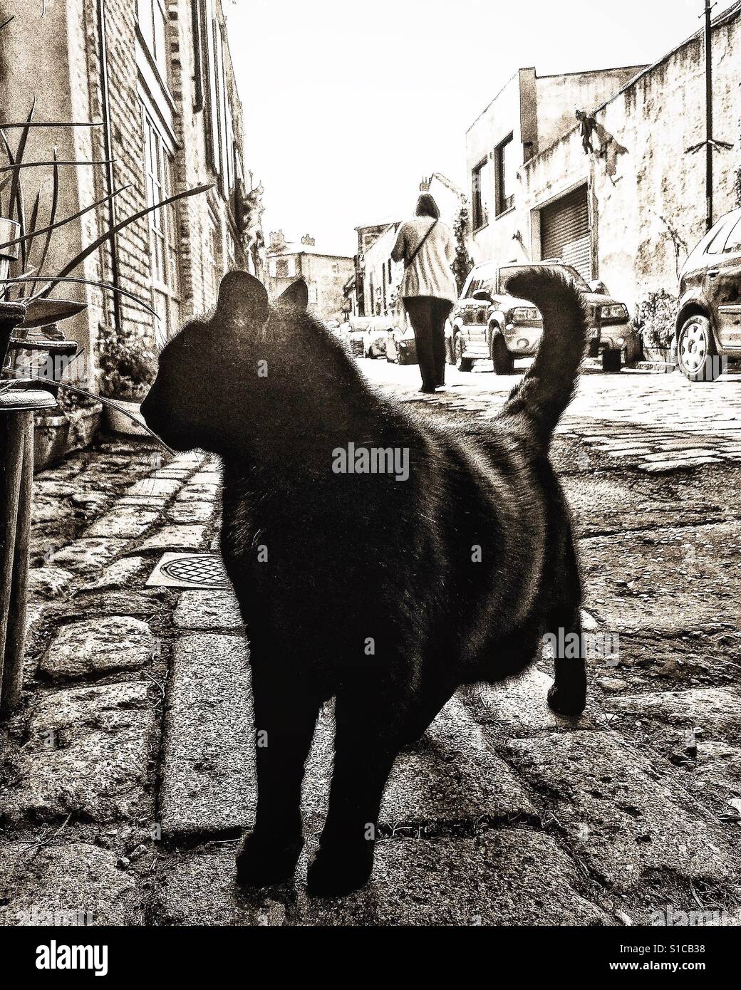 Black cat in the road. - Smartphone Captured Stock Image