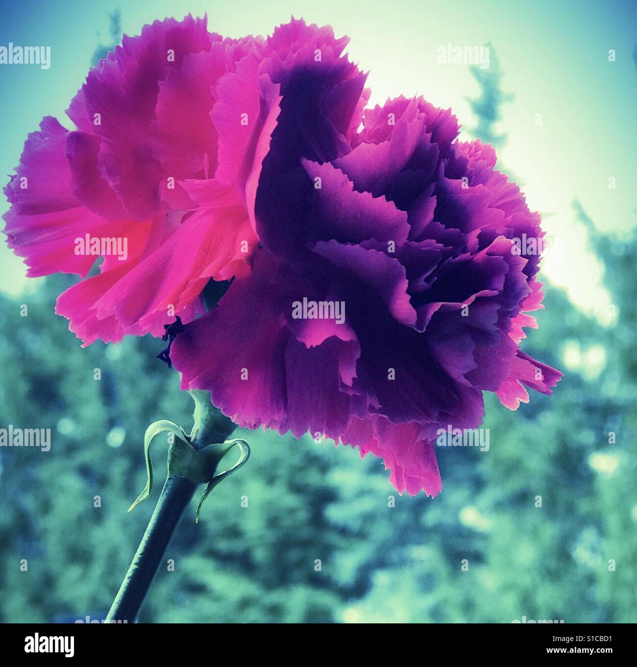 Carnation trees hires stock photography and images Alamy