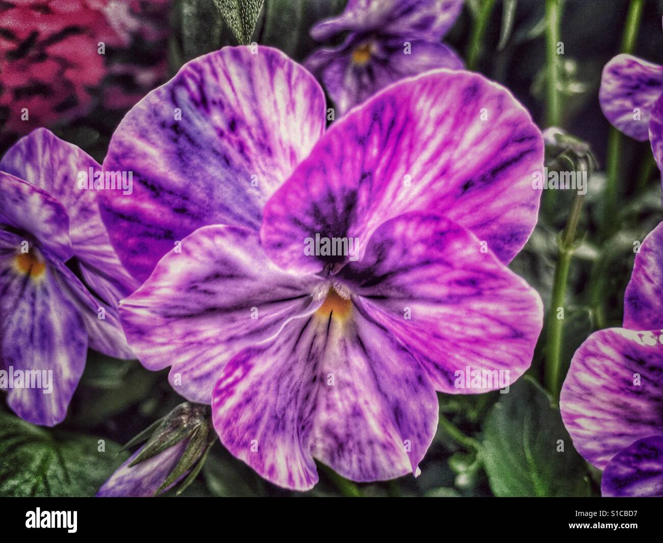 Purple flower, close up. Scented viola columbine - Smartphone Captured Stock Image