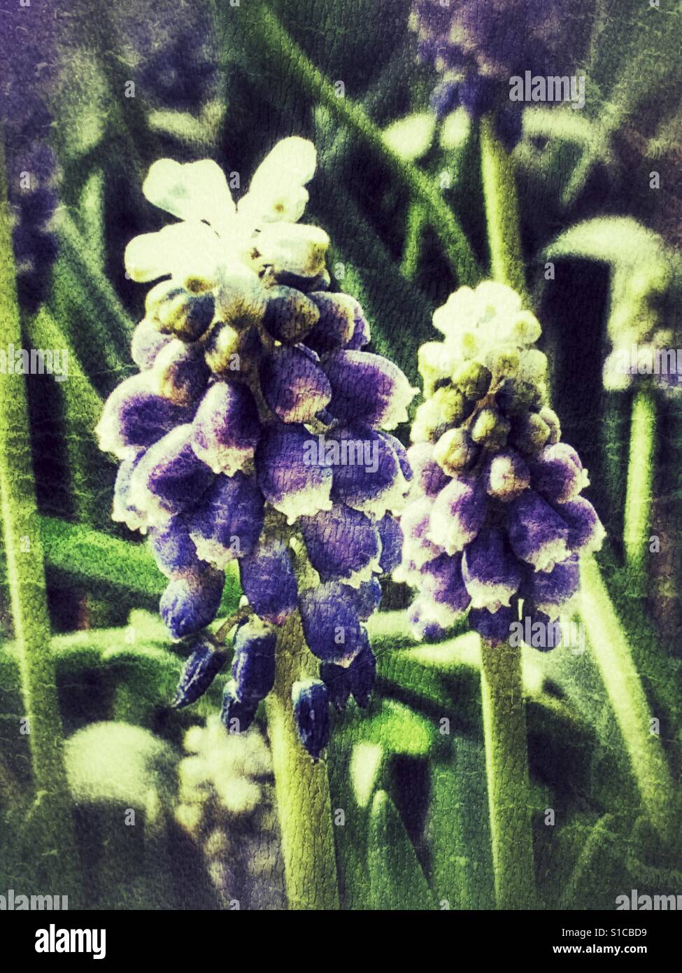 Grape hyacinths. Muscari 'Siberian tiger' close up with grunge effect - Smartphone Captured Stock Image