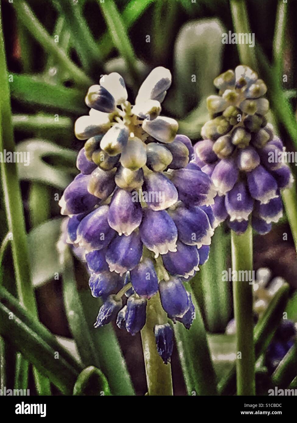 Grape hyacinth flower spikes. Muscari 'Siberian tiger' close up - Smartphone Captured Stock Image