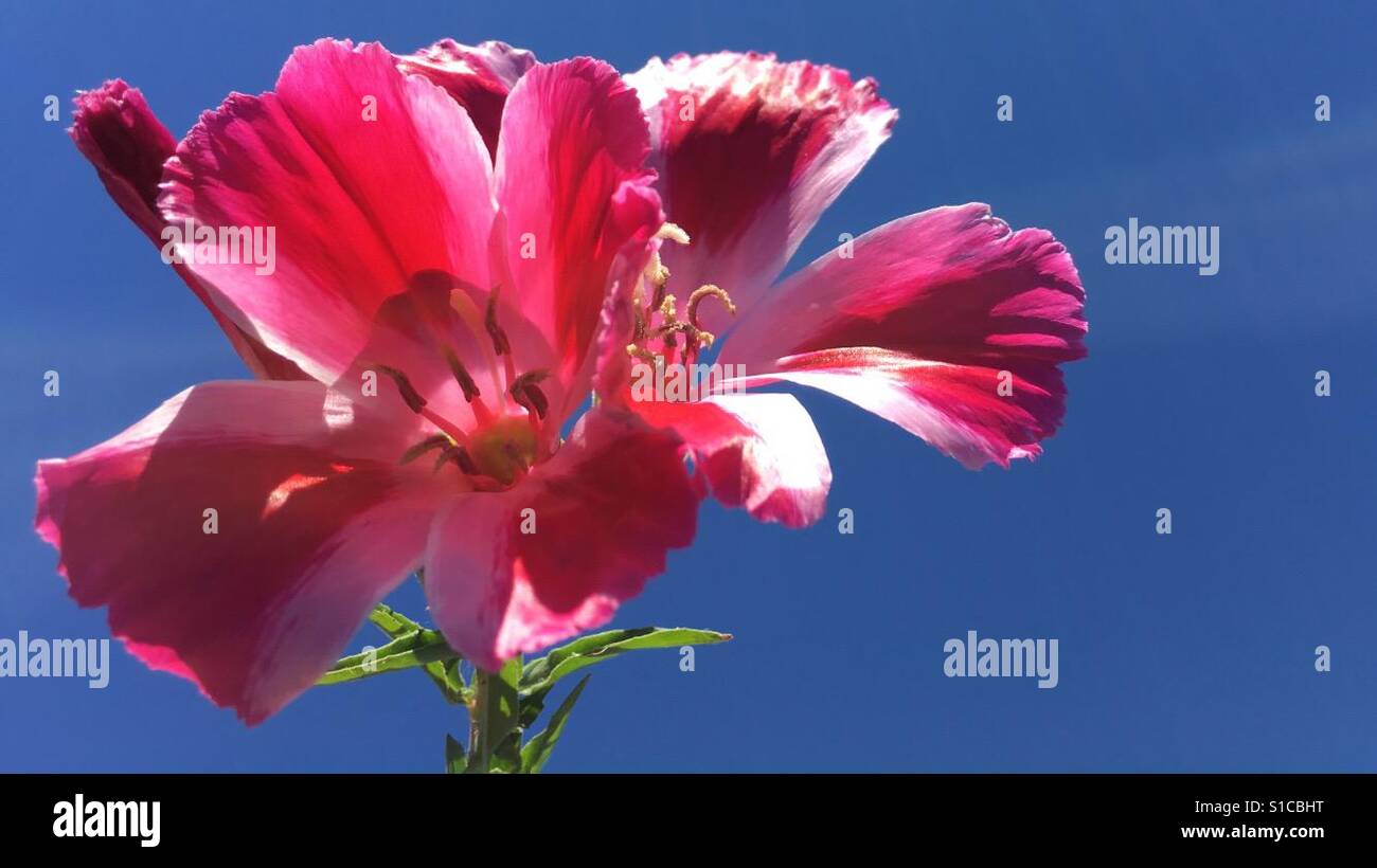 Flowers bring smiles Stock Photo Alamy