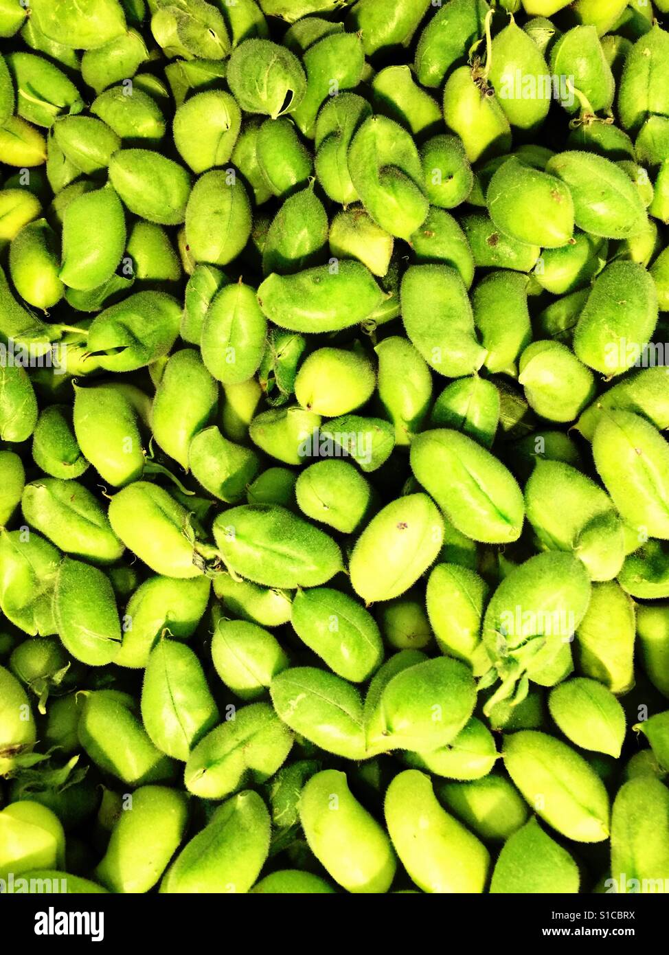 Green Chana High Resolution Stock Photography and Images Alamy