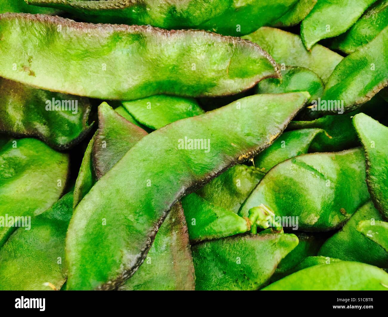 Broad Valor, Broad Beans Stock Photo - Alamy