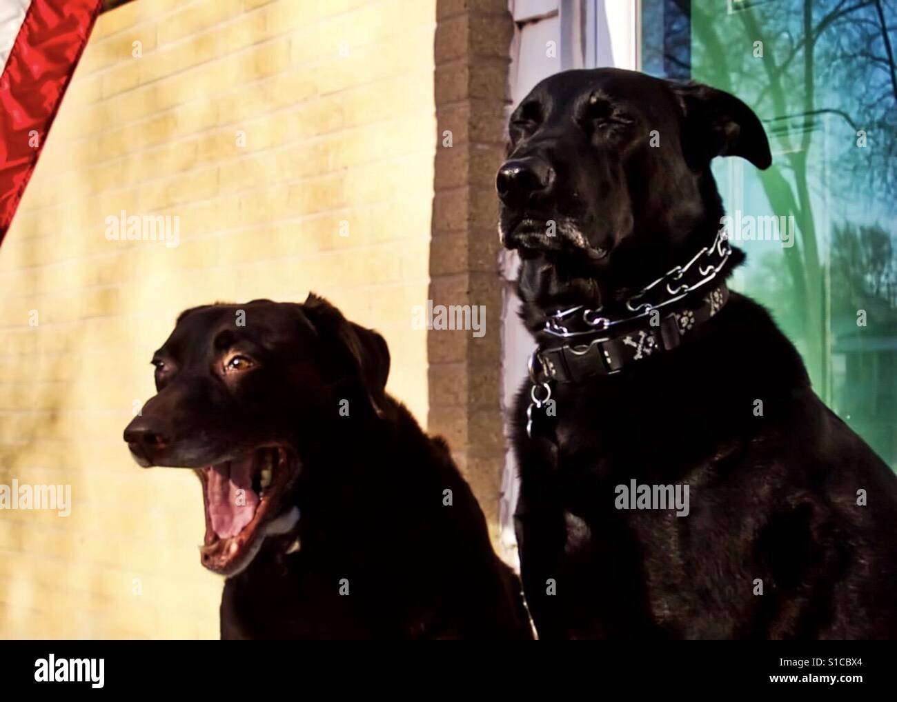 The biggest dorks in the world - chocolate lab mid yawn and black shepherd blinking. Stock Photo