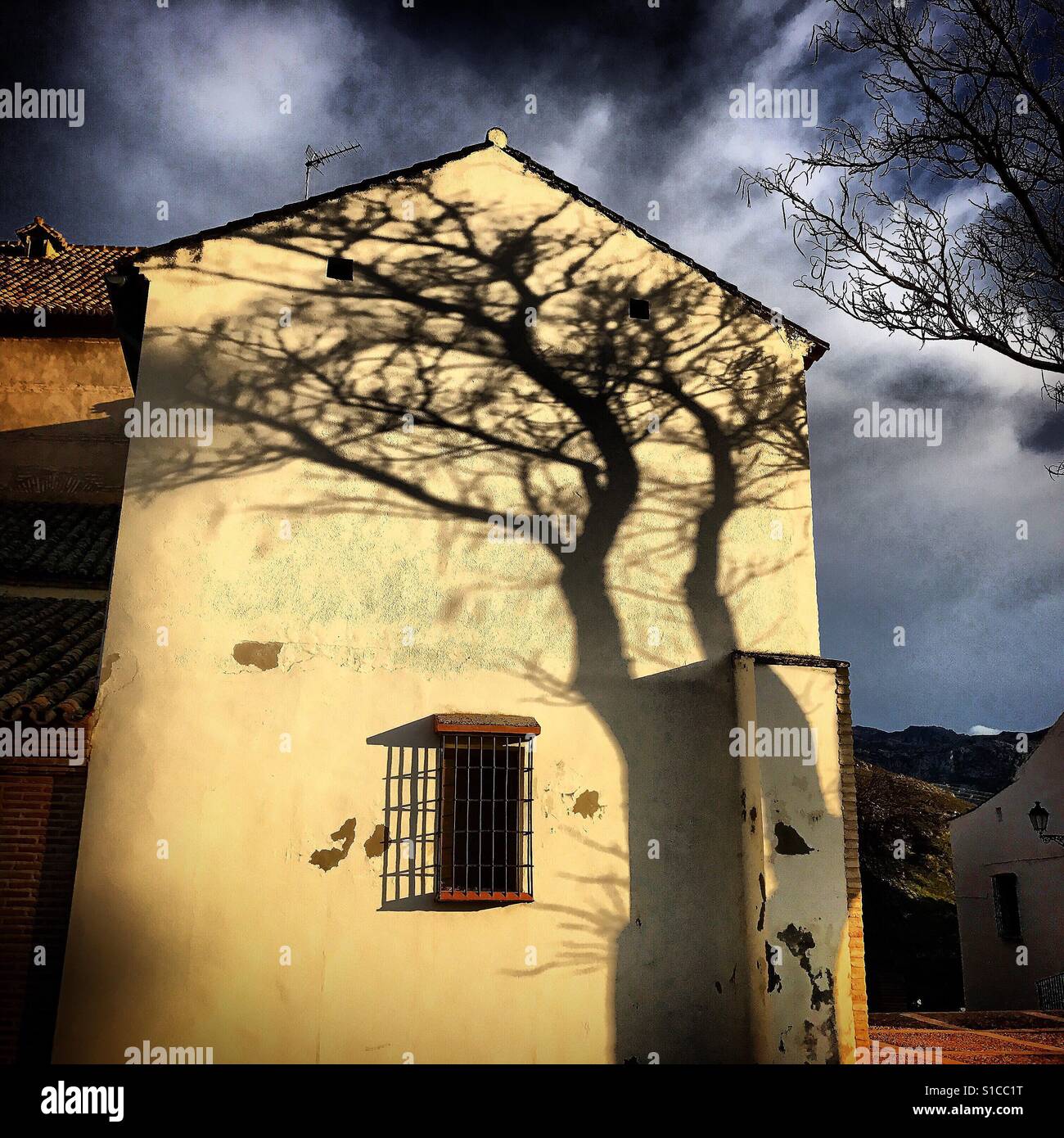 The shadow of a tree is cast on a white wall in Prado del Rey, Sierra de Cadiz, Andalusia, Spain - Smartphone Captured Stock Image