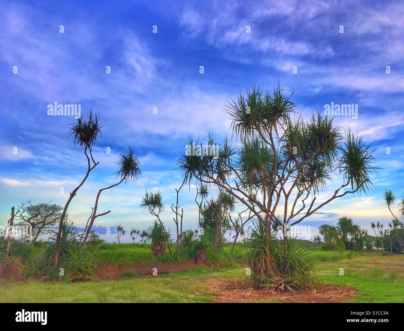 Pandanus trees in the Northern Territory of Australia Stock Photo Alamy