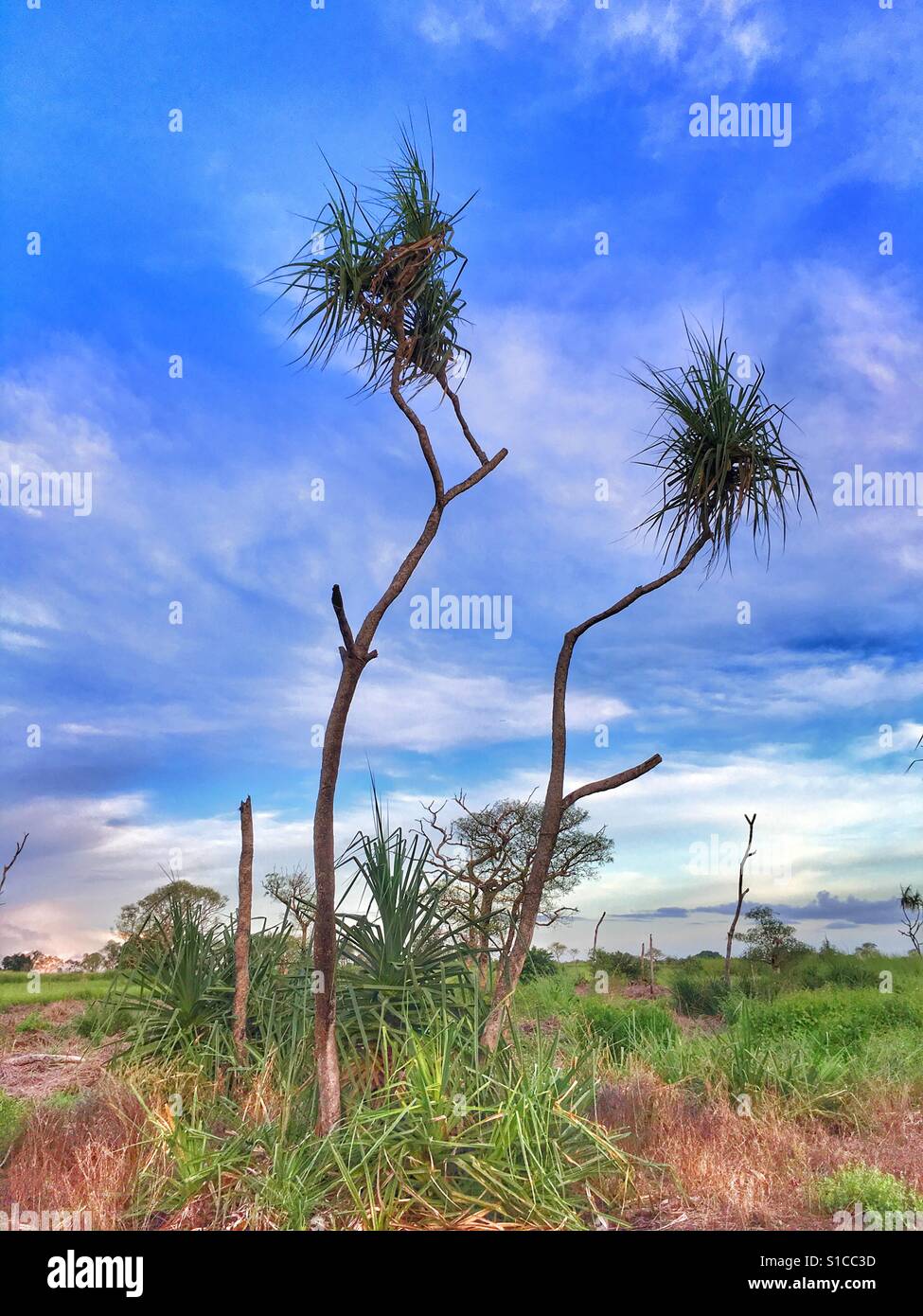 Pandanus northern territory hires stock photography and images Alamy