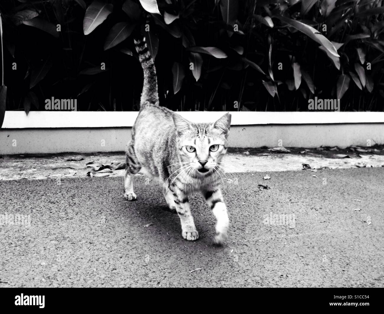 Walking Wild Cat on the Street Stock Photo