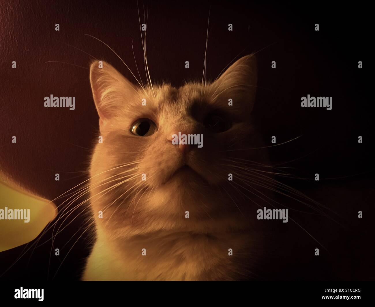 Domestic ginger cat with white whiskers looking upwards with mood lighting - Smartphone Captured Stock Image