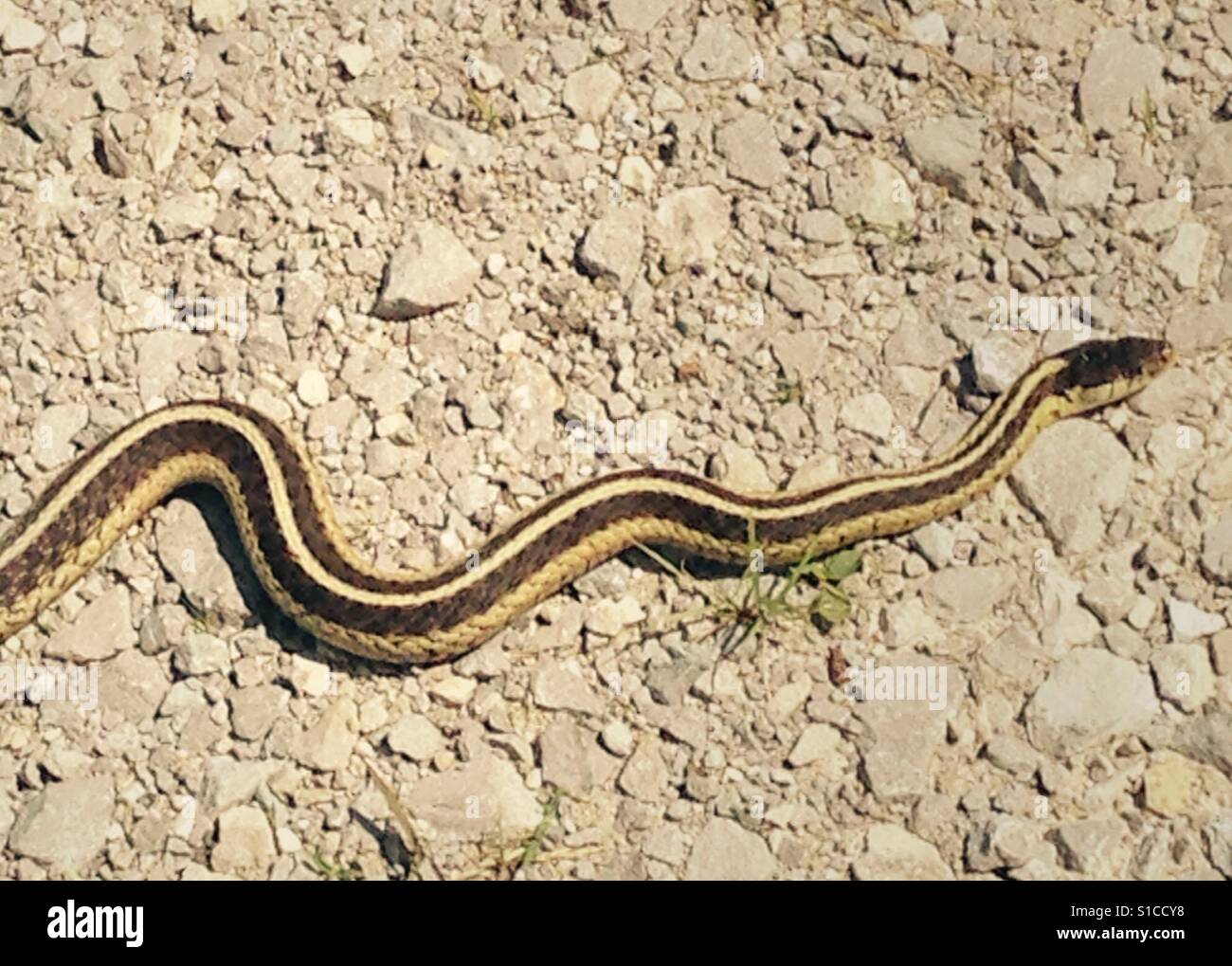 Garter snake. Stock Photo