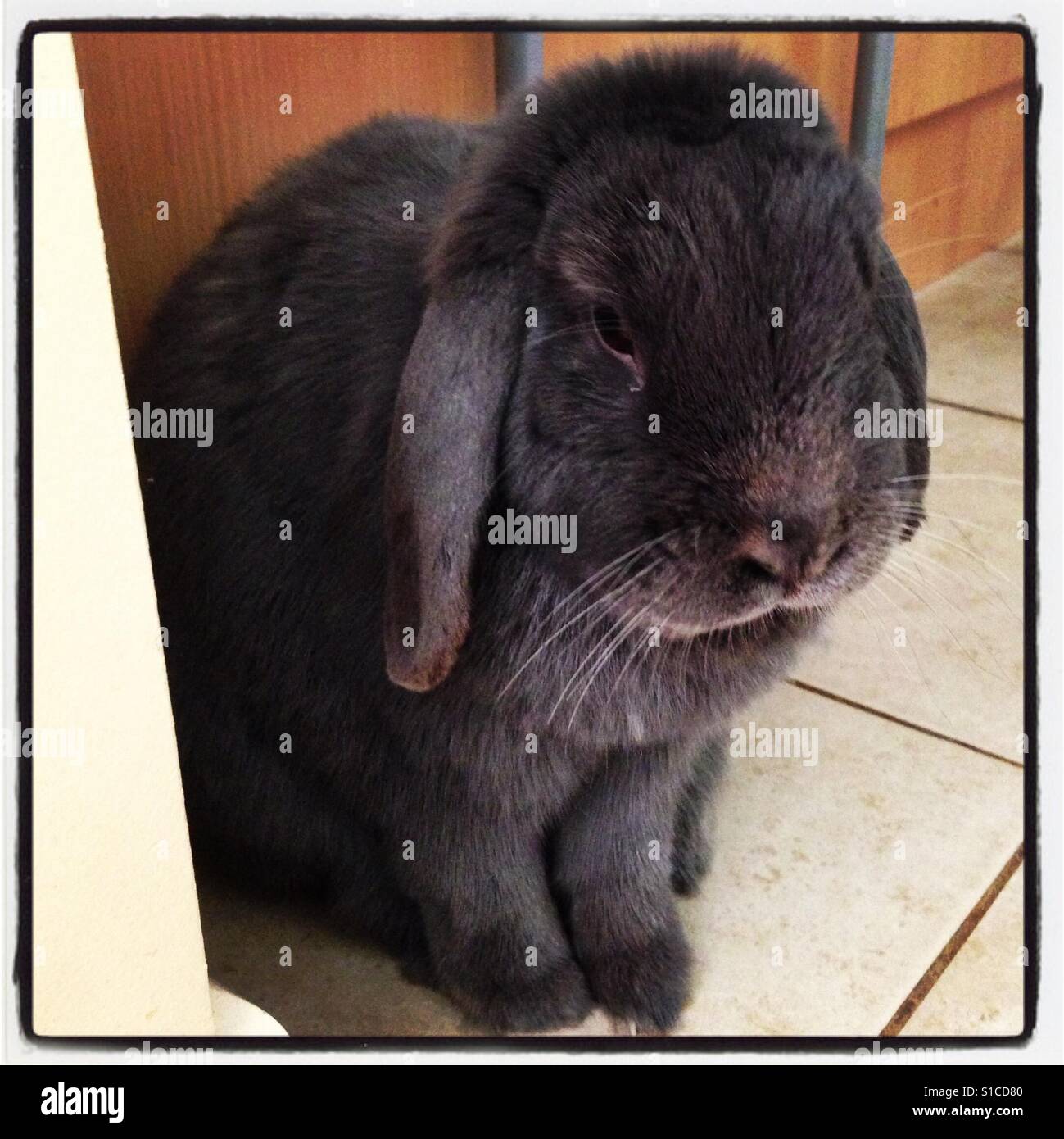 Lop rabbit Stock Photo