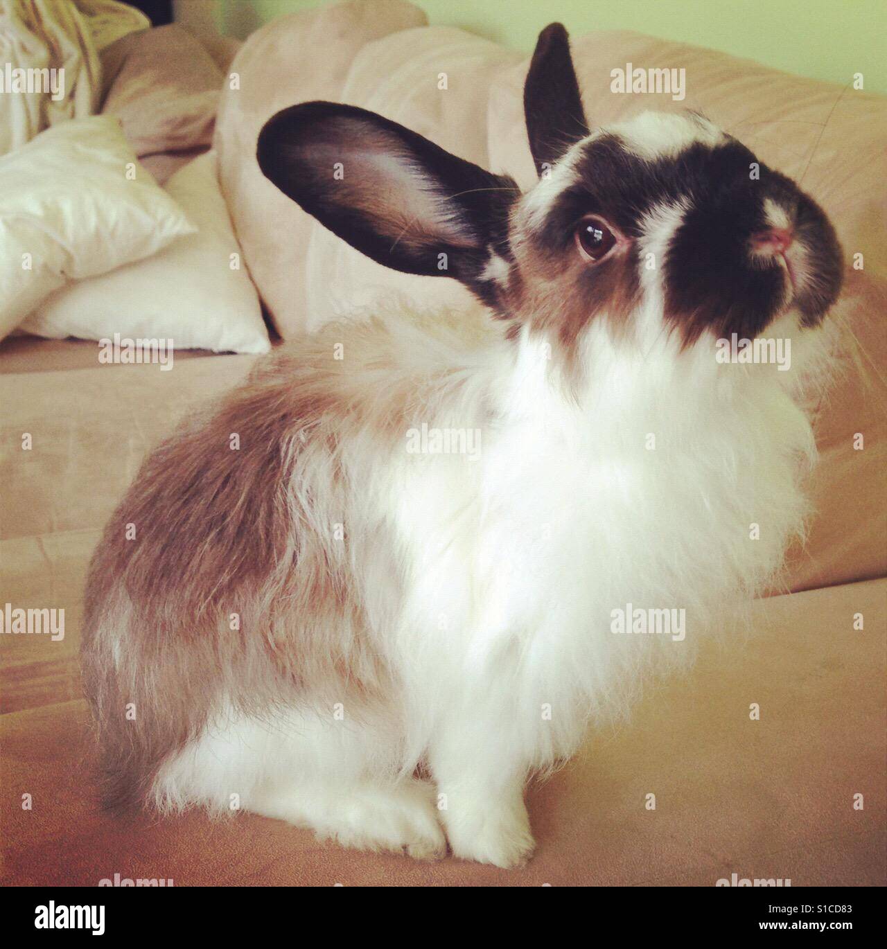 Cashmere rabbit Stock Photo