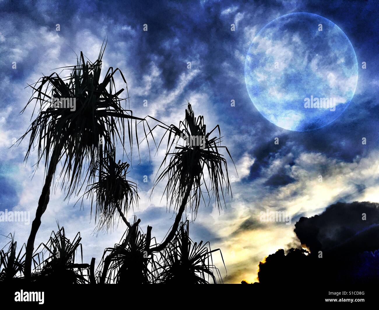 Pandanus trees at night (image is digitally altered). - Smartphone Captured Stock Image