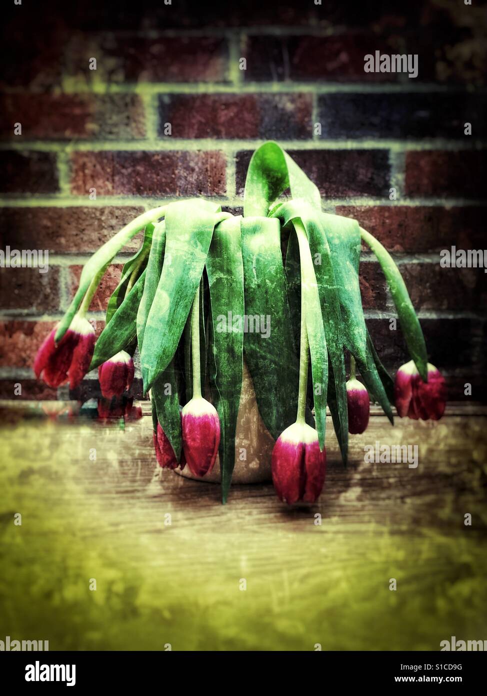 Wilting tulips or flowers looking sad and in need of water and sunlight. Stock Photo