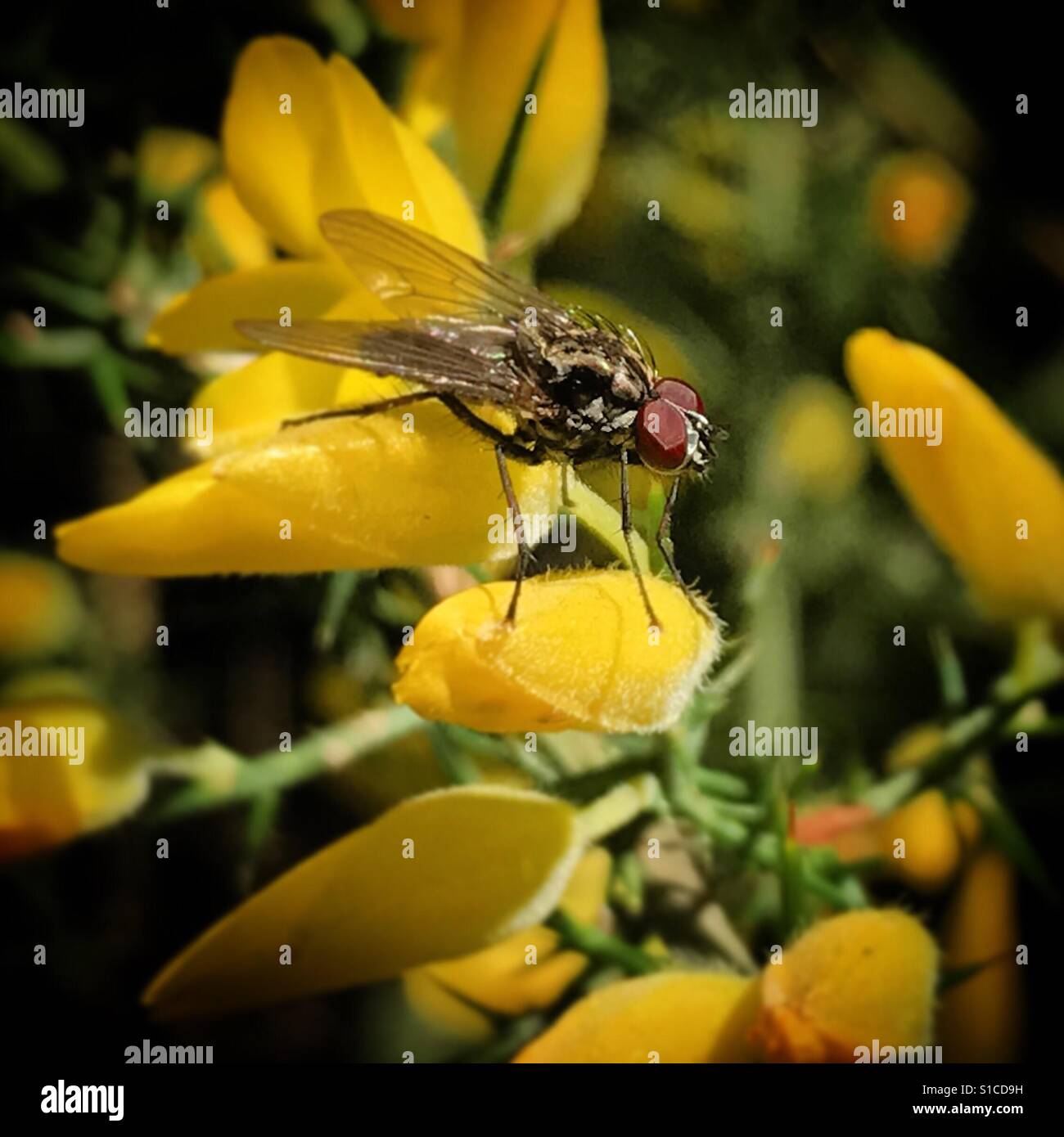 A fly perchs on a yellow flower in Prado del Rey, Sierra de Cadiz, Andalusia, Spain - Smartphone Captured Stock Image