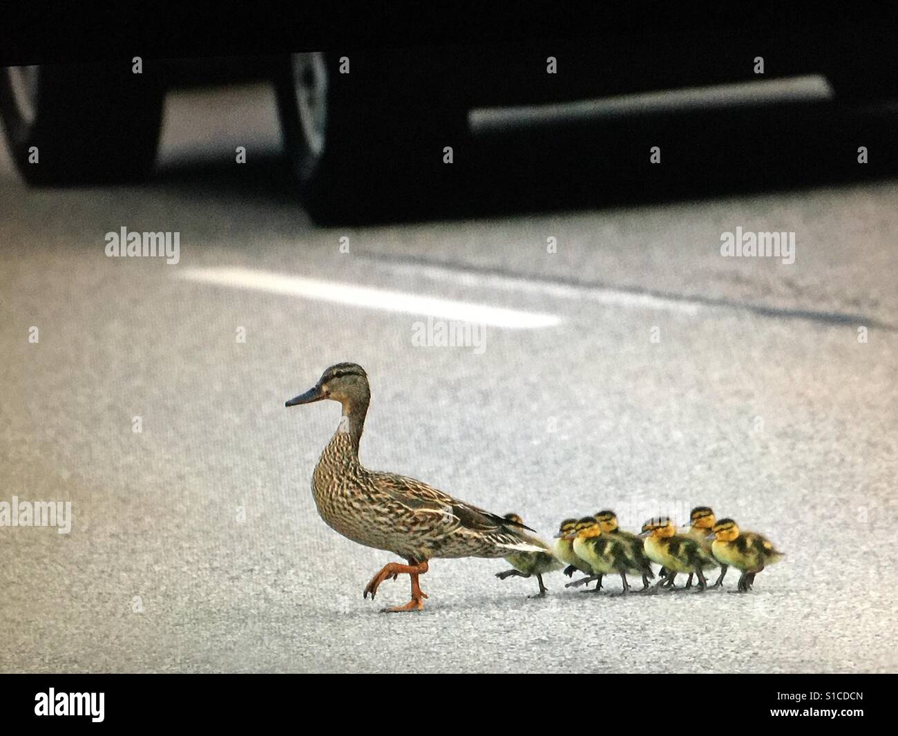 Mallard duck family crossing a busy street - Smartphone Captured Stock Image