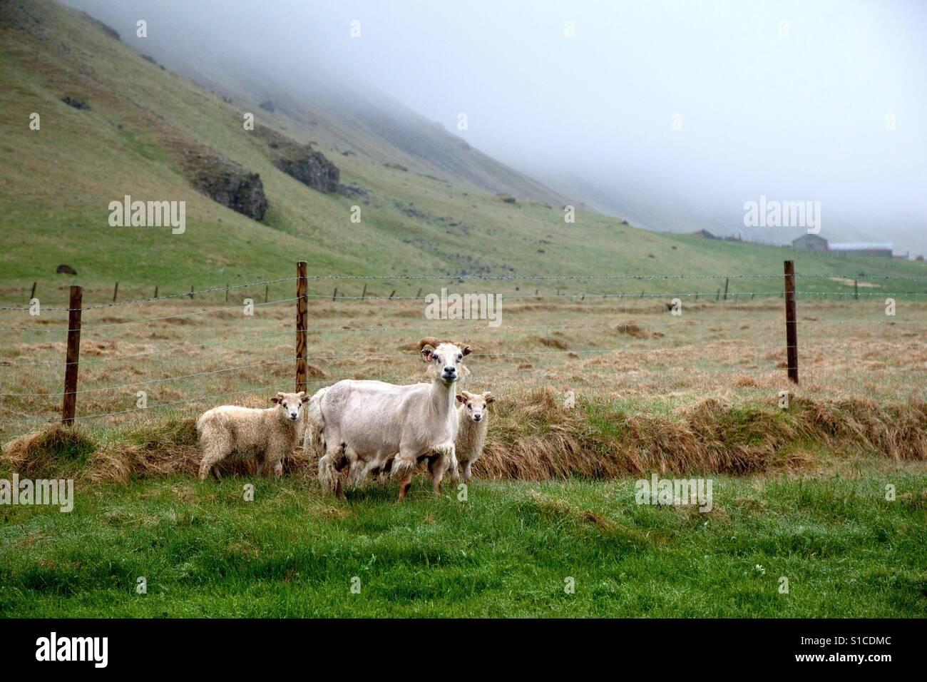 Free Range farming in Iceland, sheep observed in South Iceland along